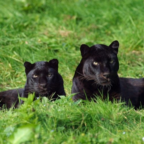 Sri Lankan Black Panther