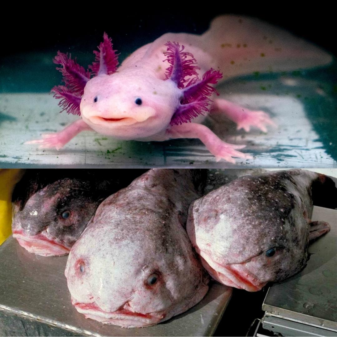 Strange Animals Axolotl Blobfish