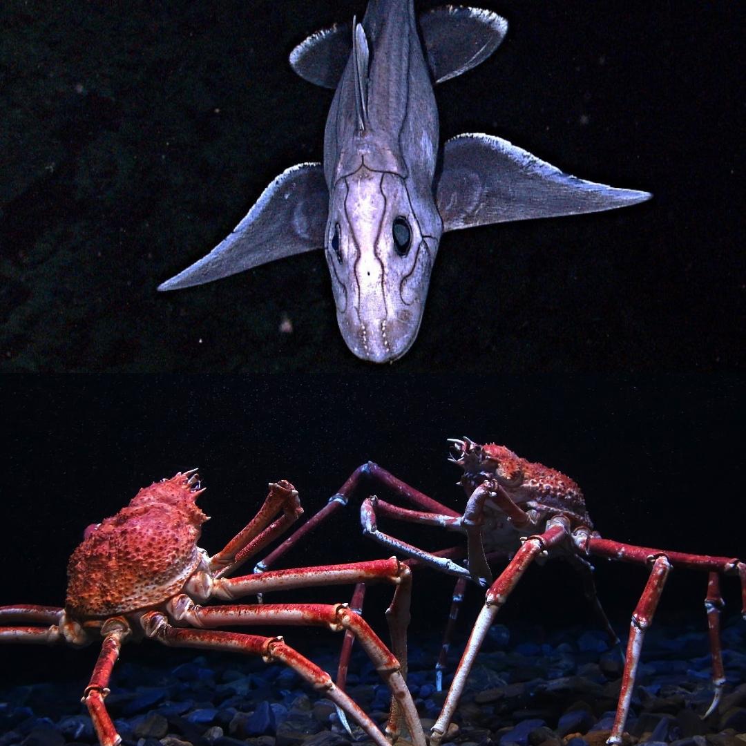 Strange Animals Ghost Shark and Japanese Spider Crab