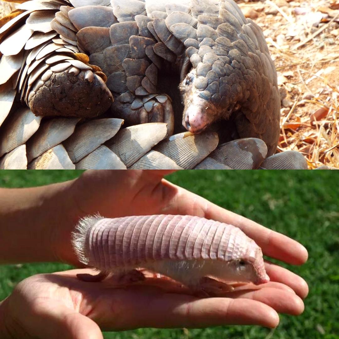 Strange Animals Pangolin and Pink Fairy Armadillo