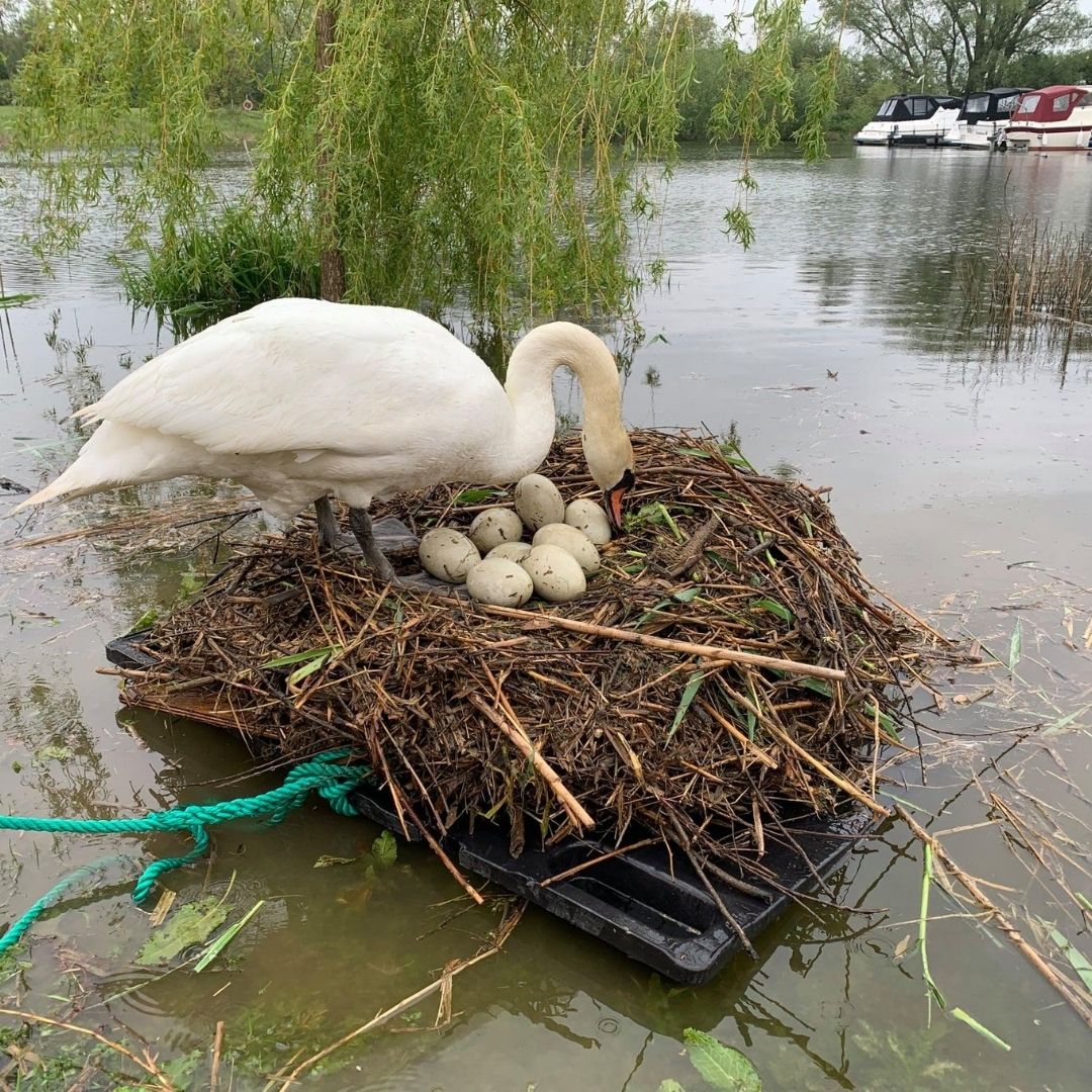 Saved Swan Eggs