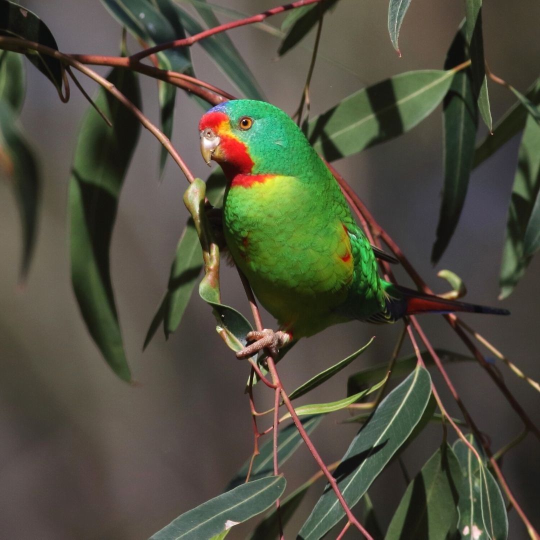 Swift Parrot Sightings Australia