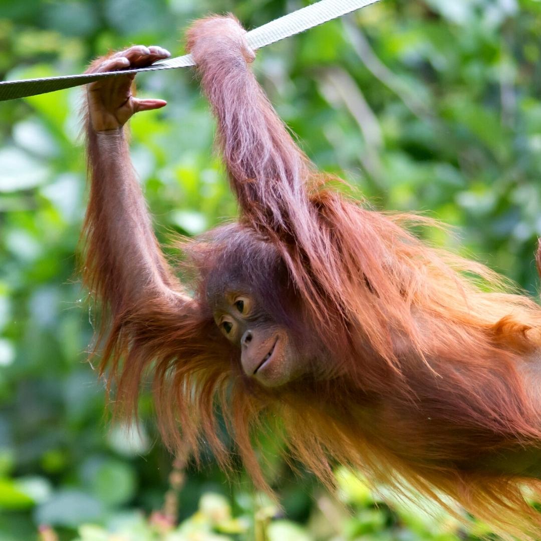 Swinging Orangutan