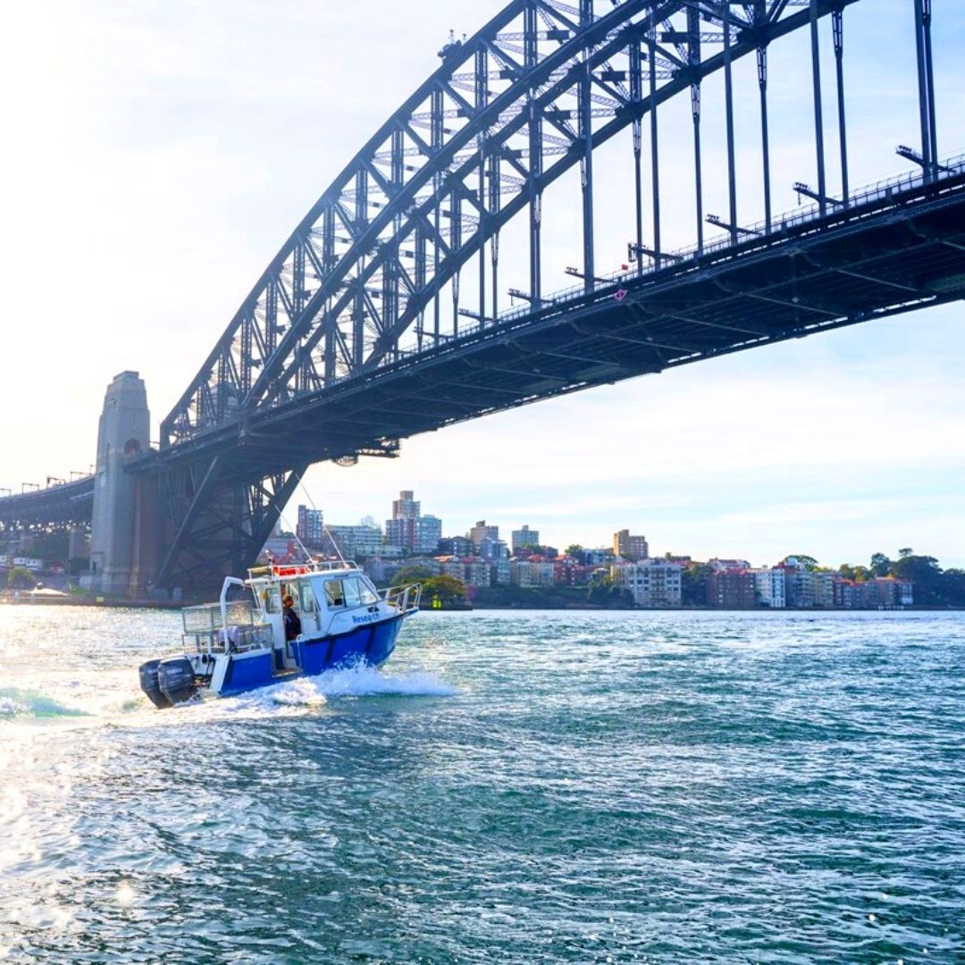 Sydney Harbour Seahorse Recovery Program