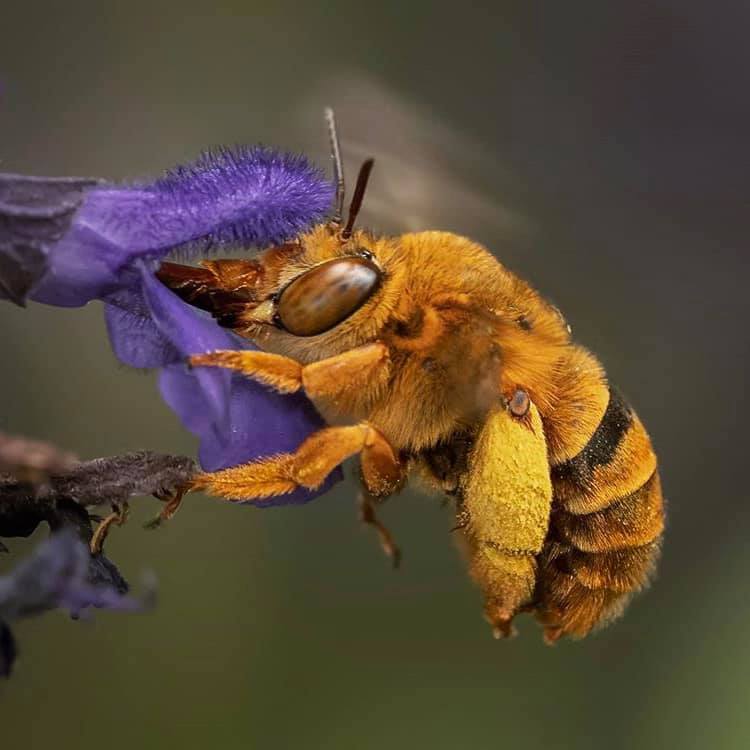 Australian Bees