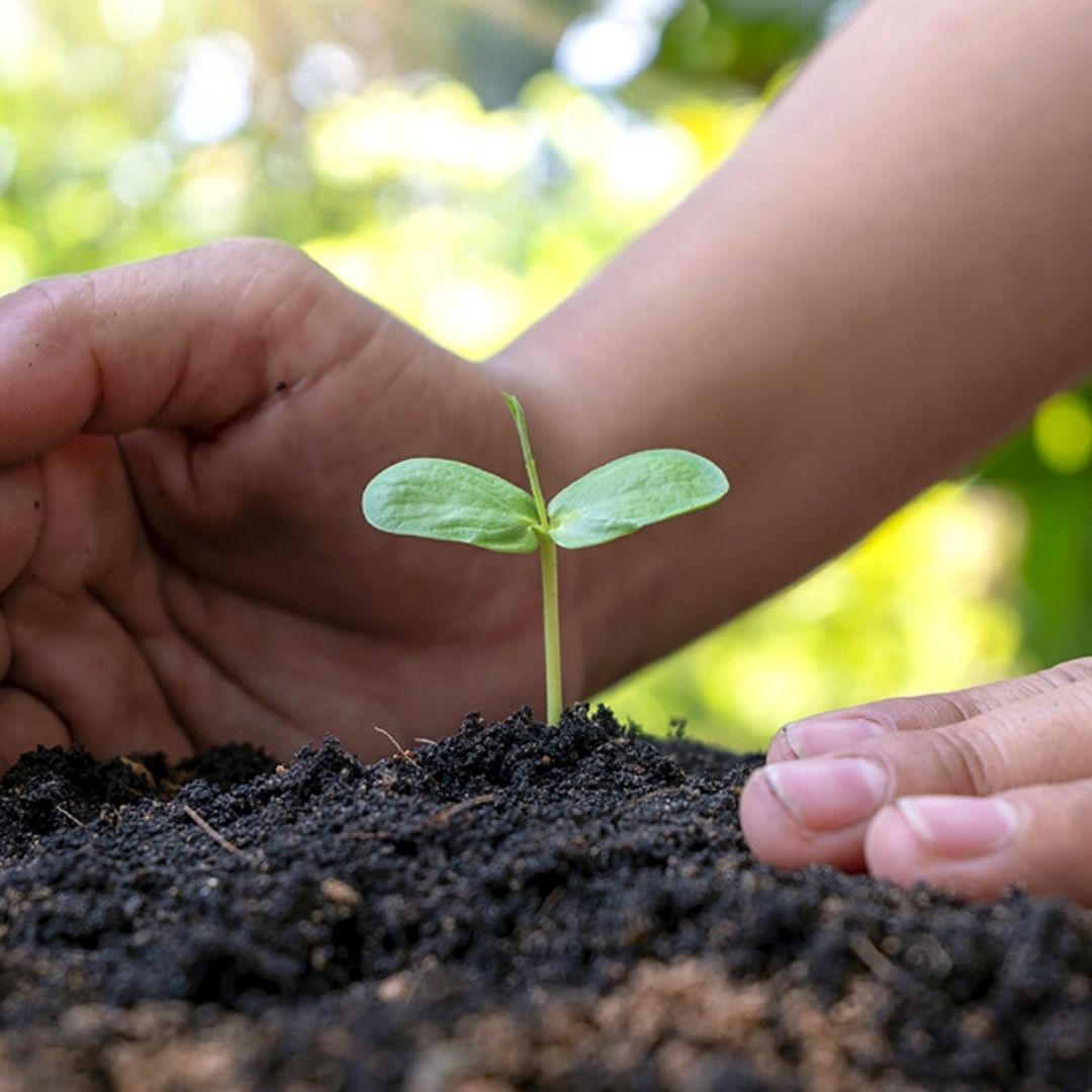 Tree Planting