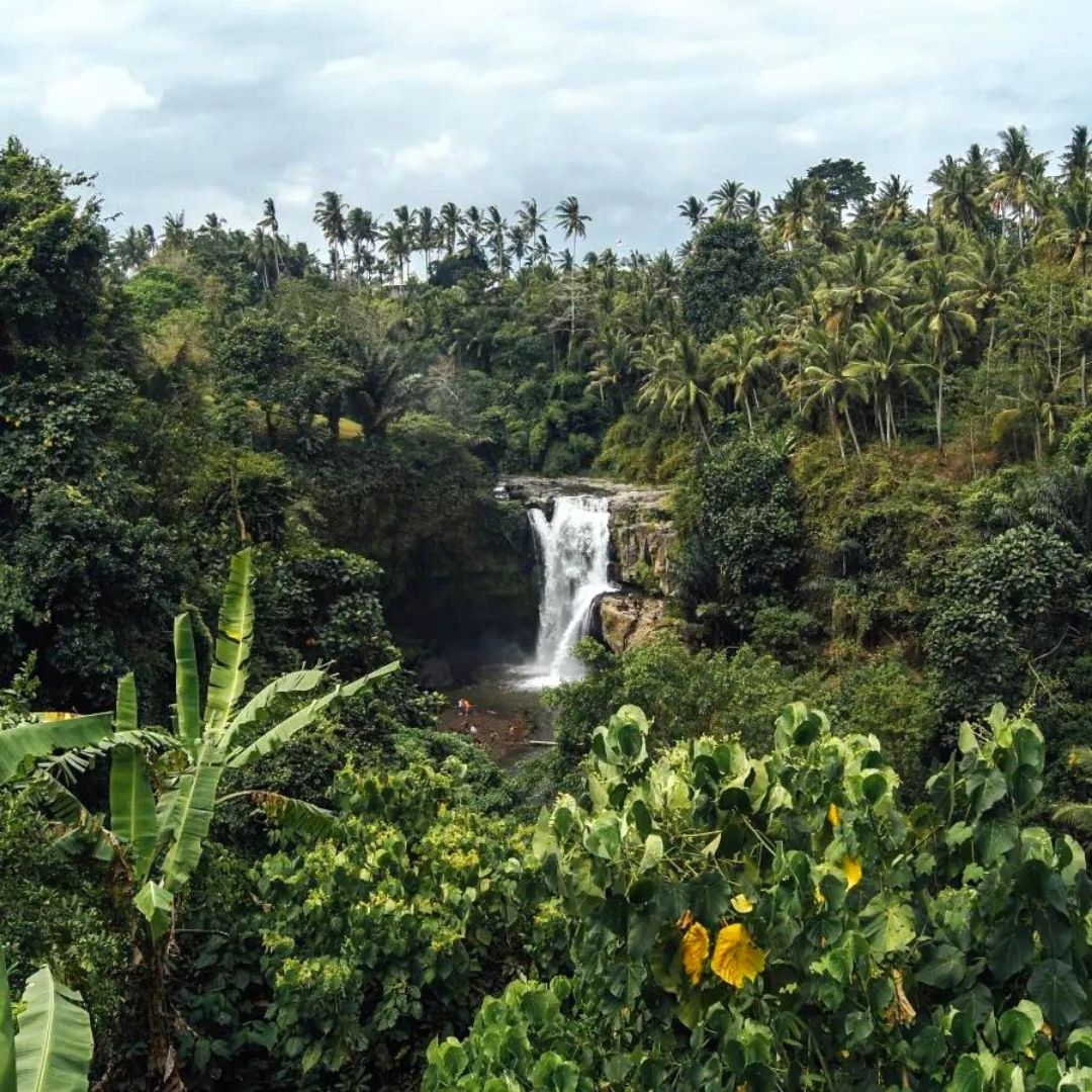 Tropical Rainforest Greenery