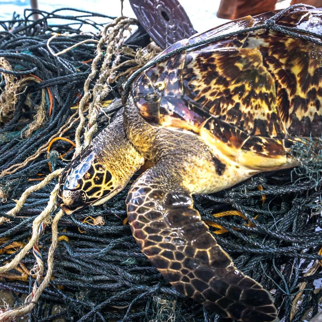 Turtle Caught In Net