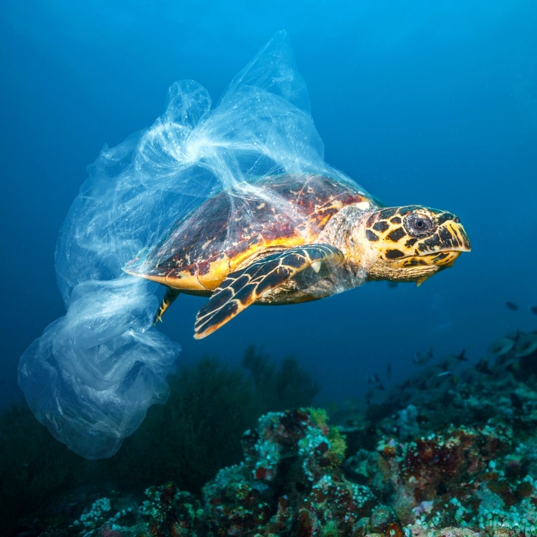 Turtle Caught In Plastic