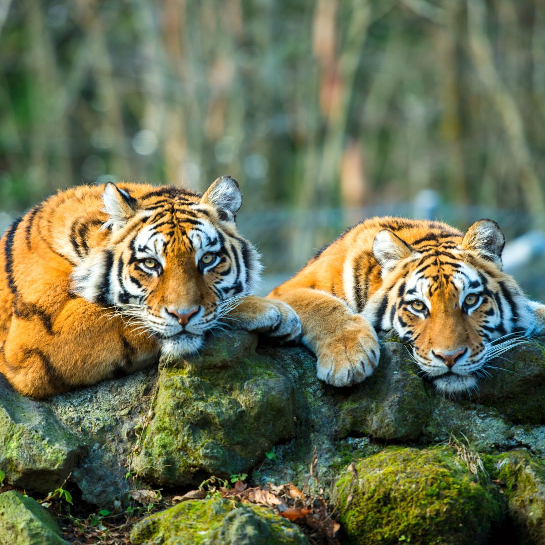 Sleepy Tigers