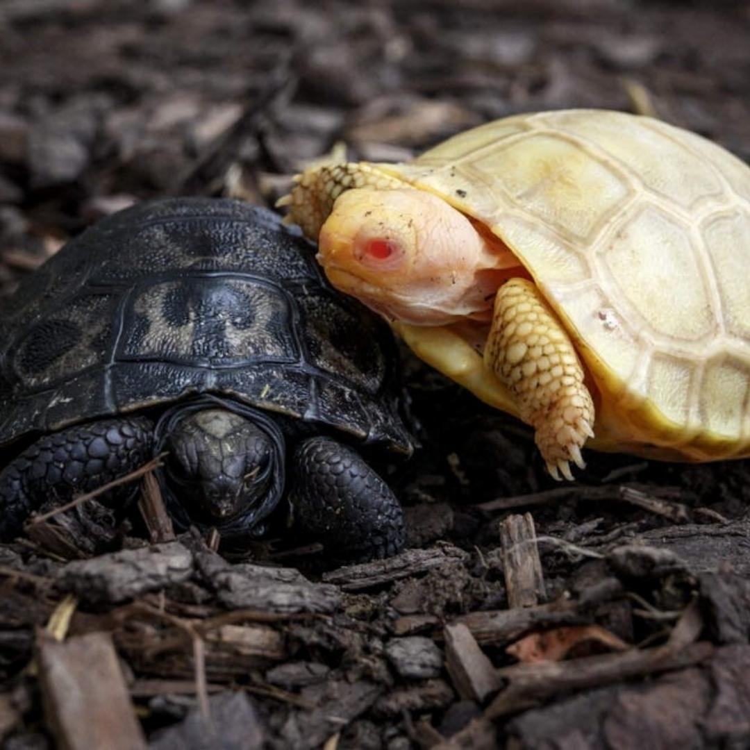 Two Baby Tortoise