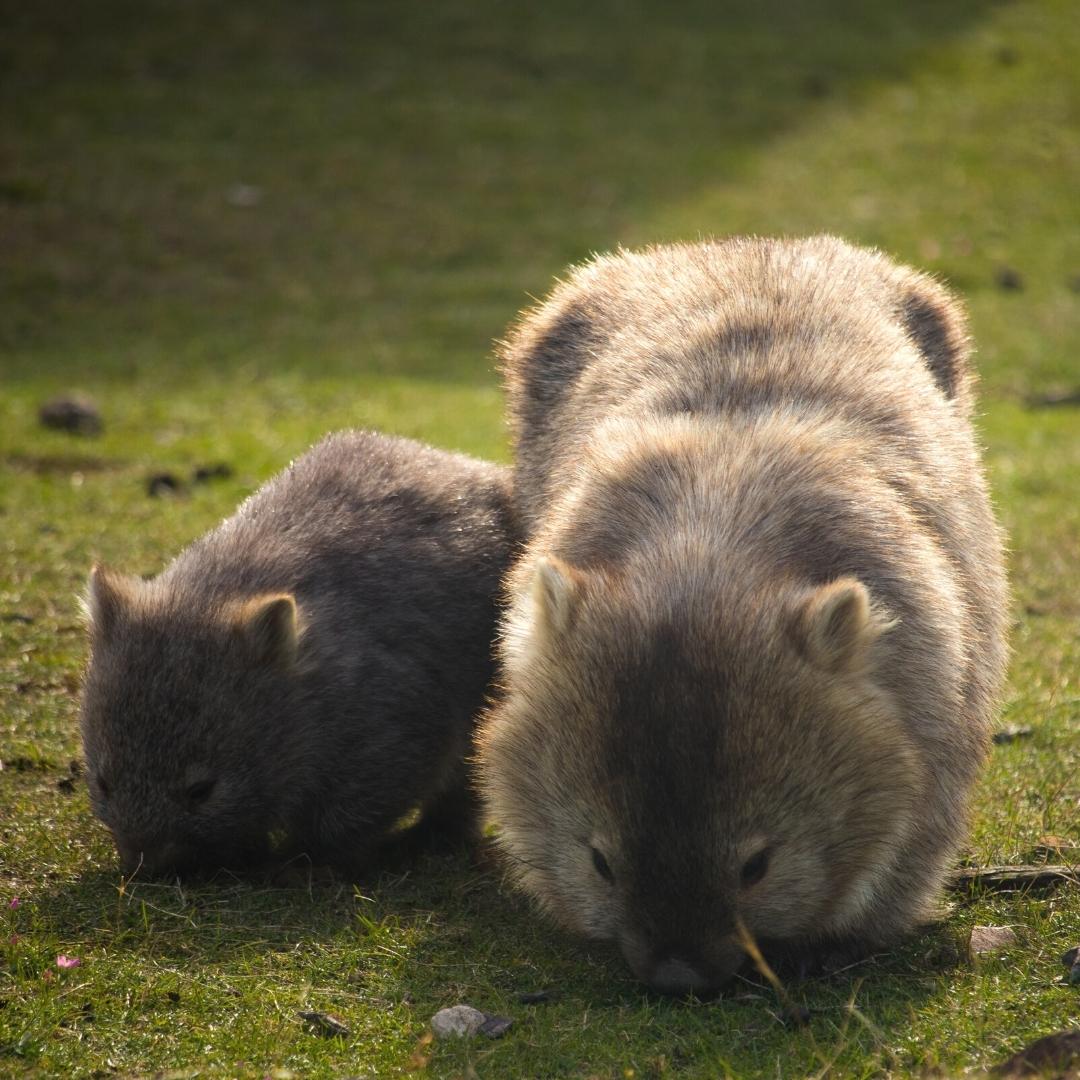 International Wombat Day Let’s Learn About Them! Flora & Fauna