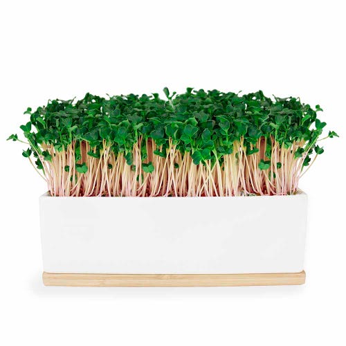 Urban Greens Mini Garden Kale - White Box