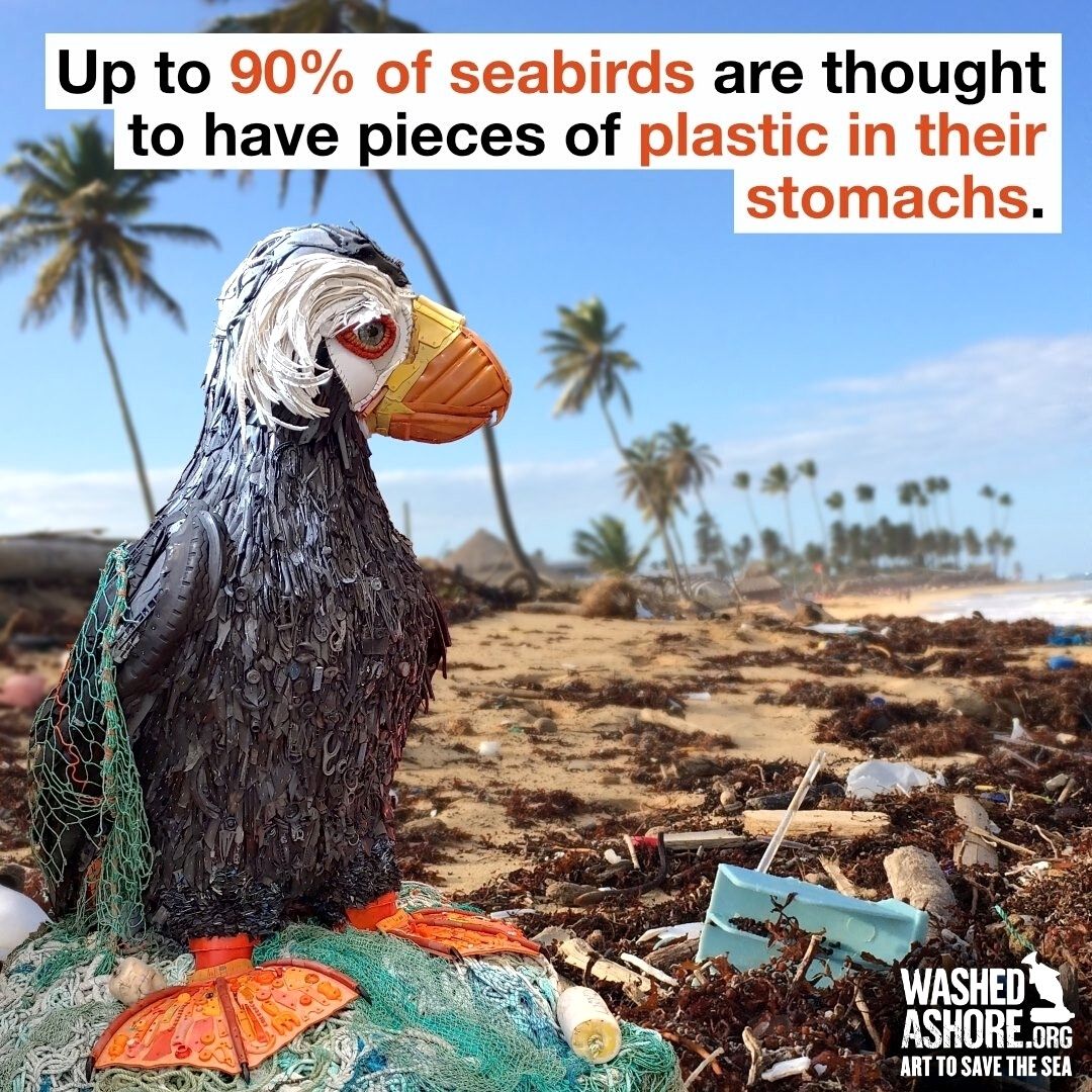 Washed Ashore Art Graphic Facts