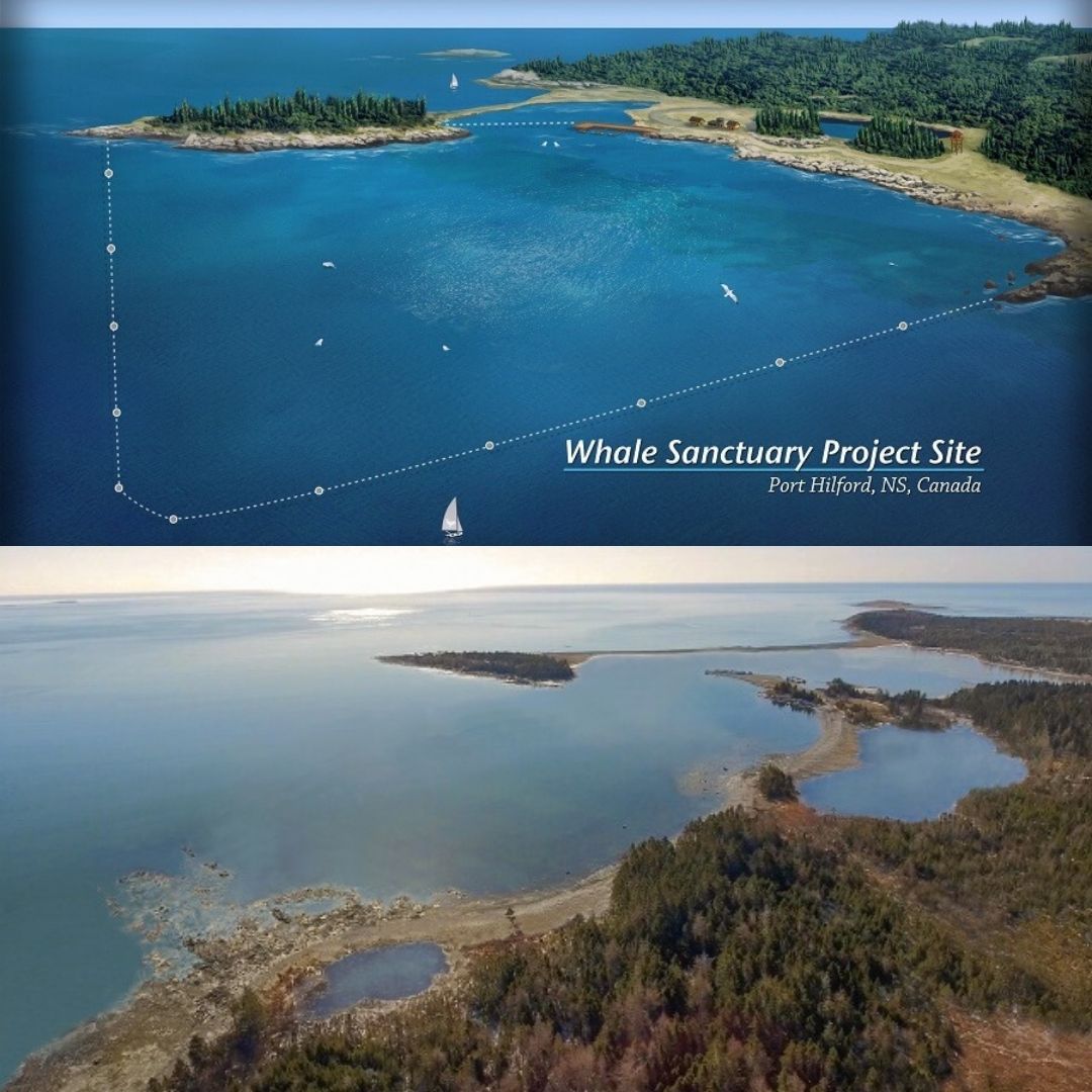 Whale Sanctuary Project Canada