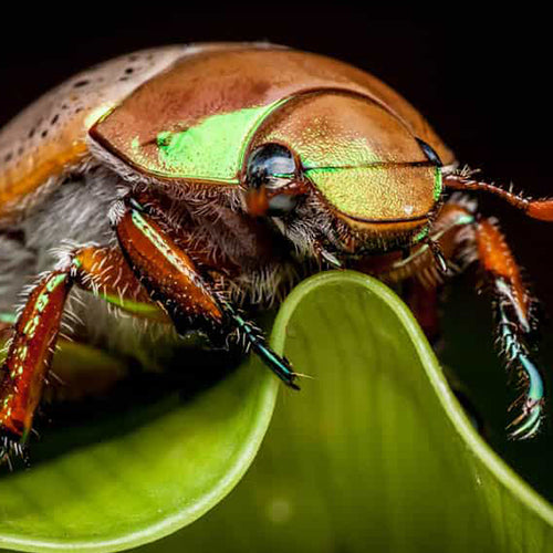 Why are they called Christmas beetles?