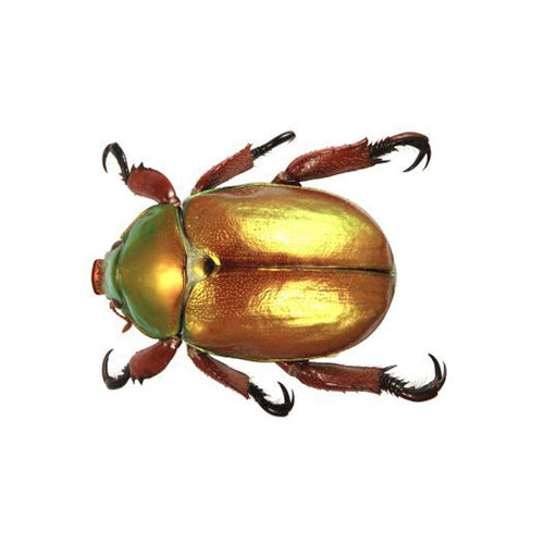 Where have all the Christmas beetles gone? 