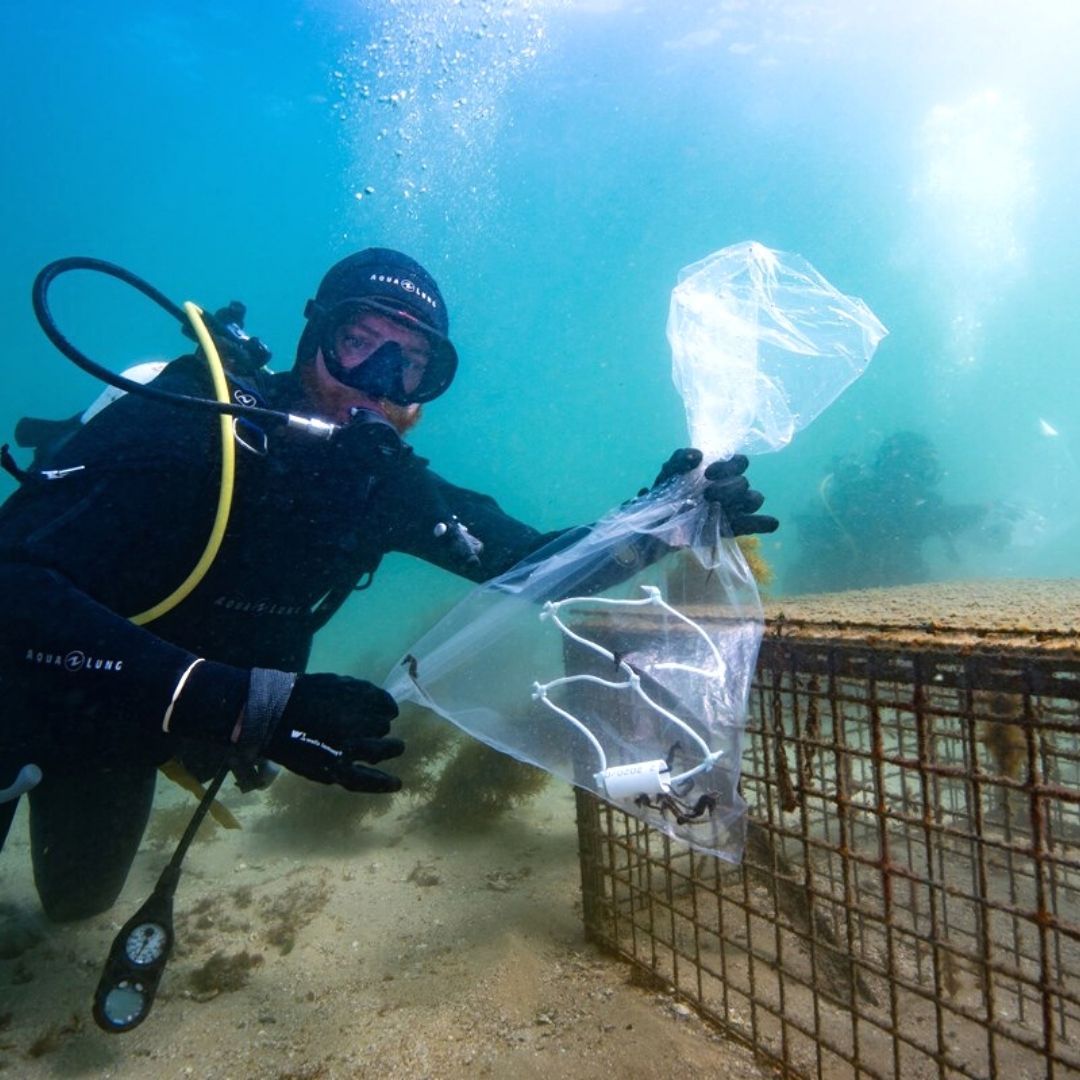 Whites Seahorse Recovery Program