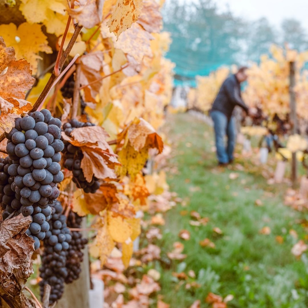 Winemaking Climate Change