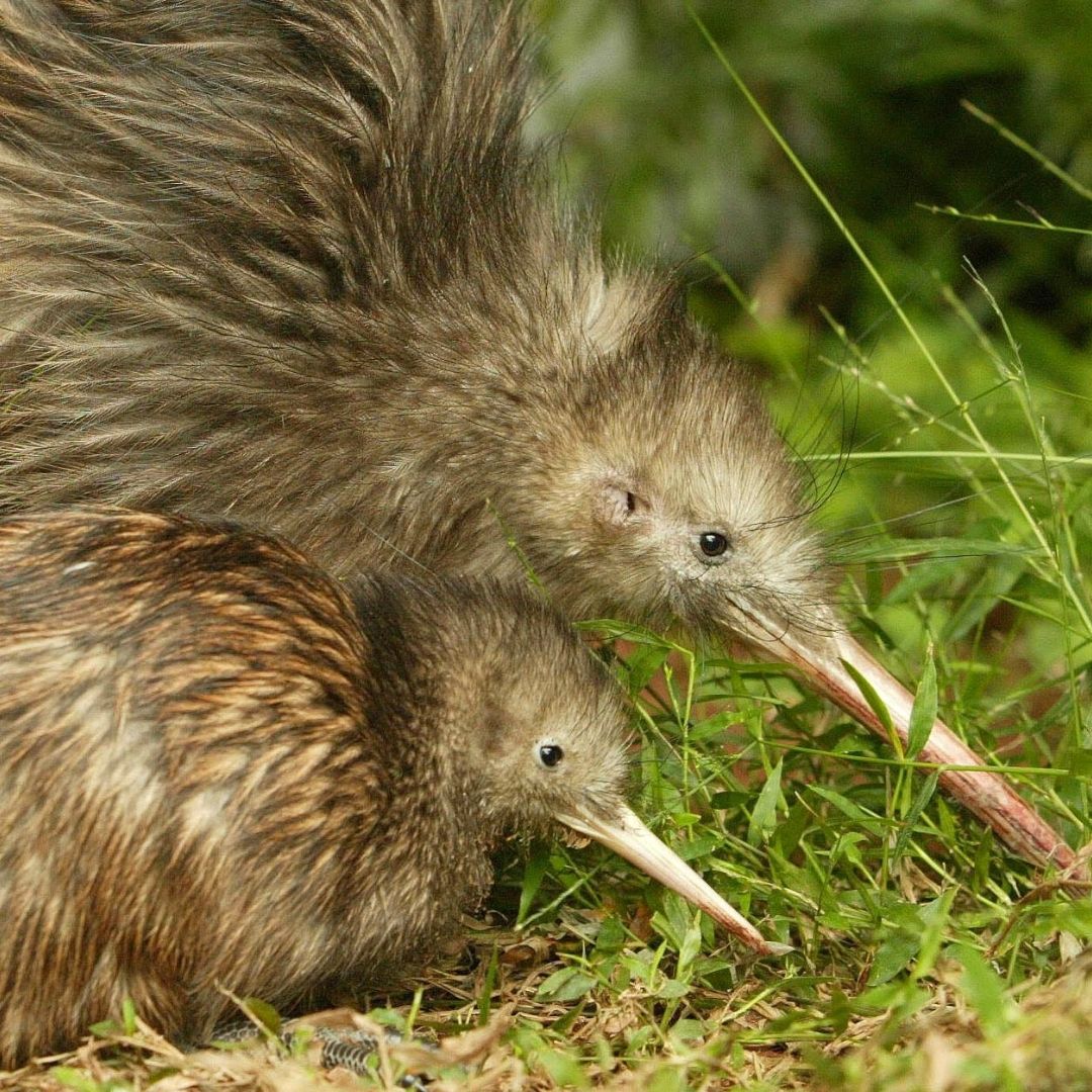 Zealandia Endangered Kiwi Bird