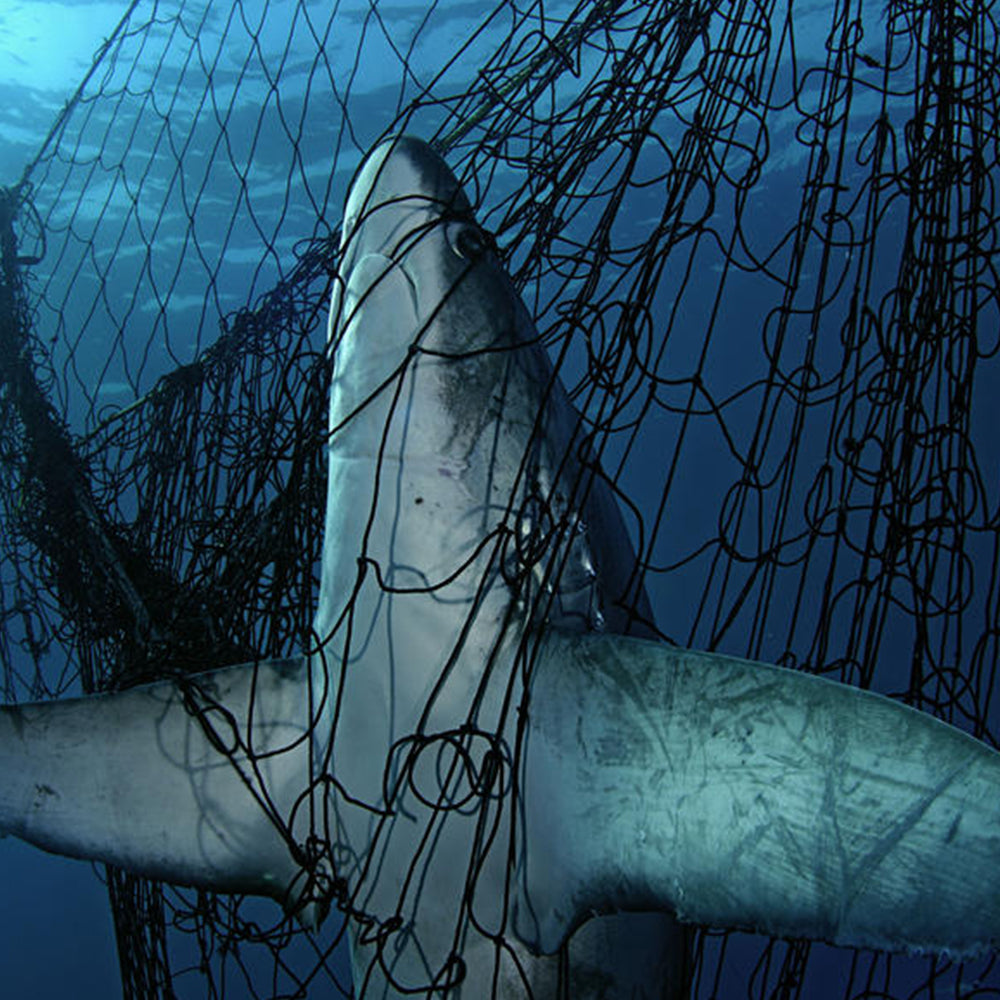 Shark Caught In Fish Net