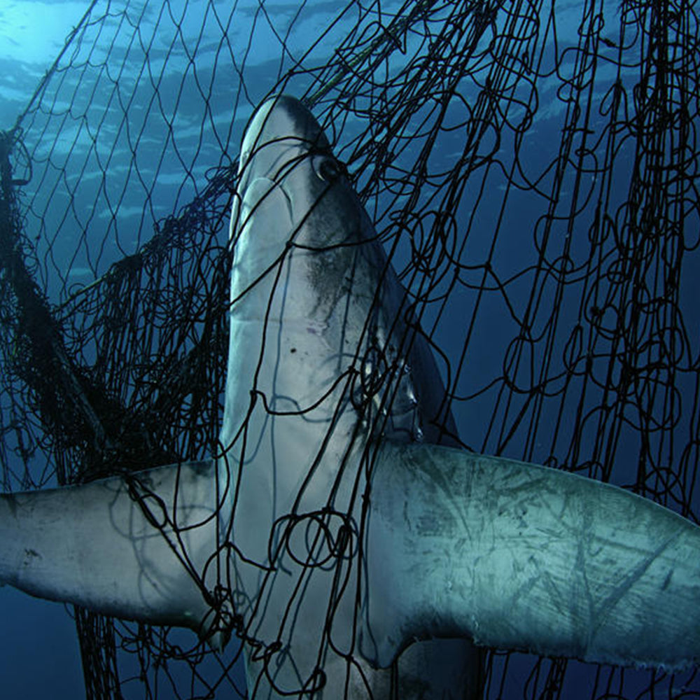 What is bycatch?