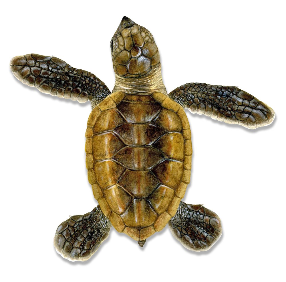 Hawksbill Turtle Hatchling