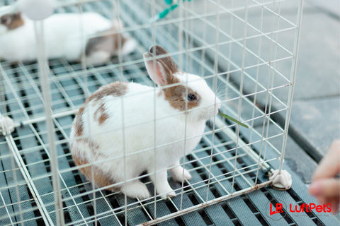 bunny inside a rabbit cage