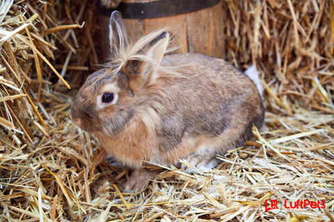 rabbit using a straw bedding