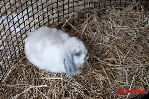 rabbit using a straw bedding