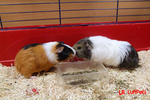 2 guinea pigs inside a cage with shredded beddings