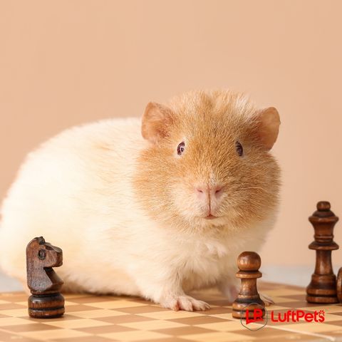 A calm guinea pig on a chess board.