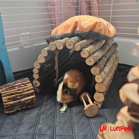 Ricardo the guinea pig in his clean cage