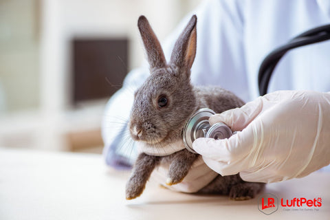 vet checking up the rabbit