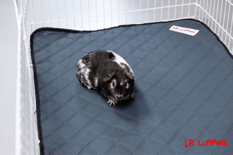 guinea pig using the luftpets premium guinea pig cage liner