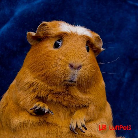 A clean and well-groomed guinea pig