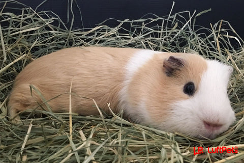 guinea pig on a hay bedding