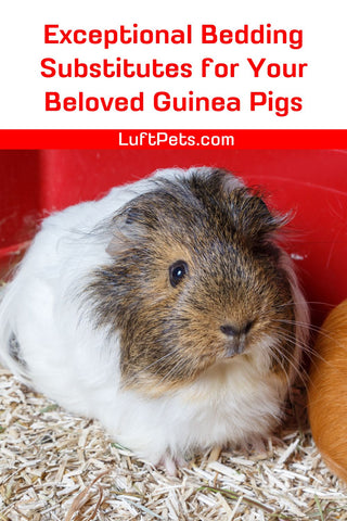 guinea pig lying on wood shavings