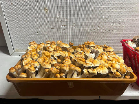 growing mushrooms in a gro magik tote