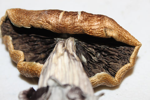 How To dry Mushrooms In A Dehydrator