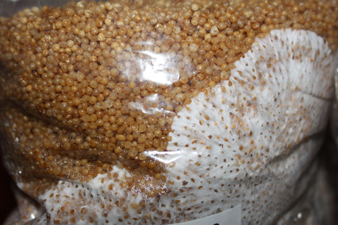 millet sterilized mushroom spawn grain bag