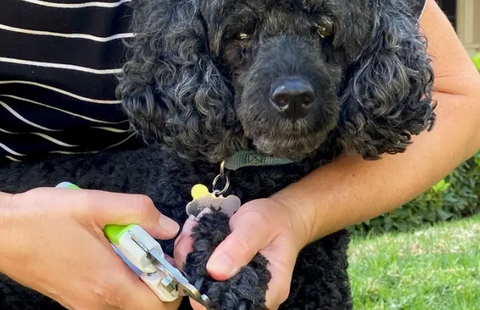 dog nail clipper