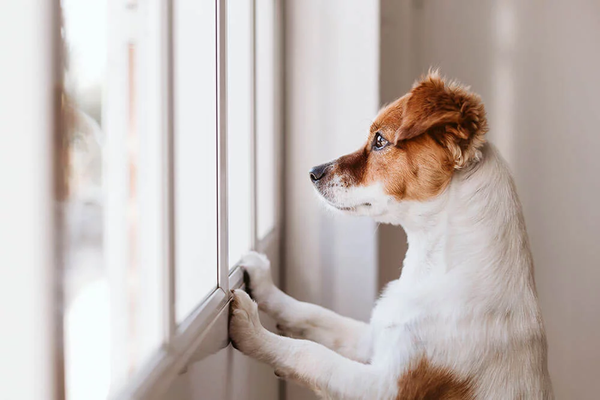 Stress bei Hunden