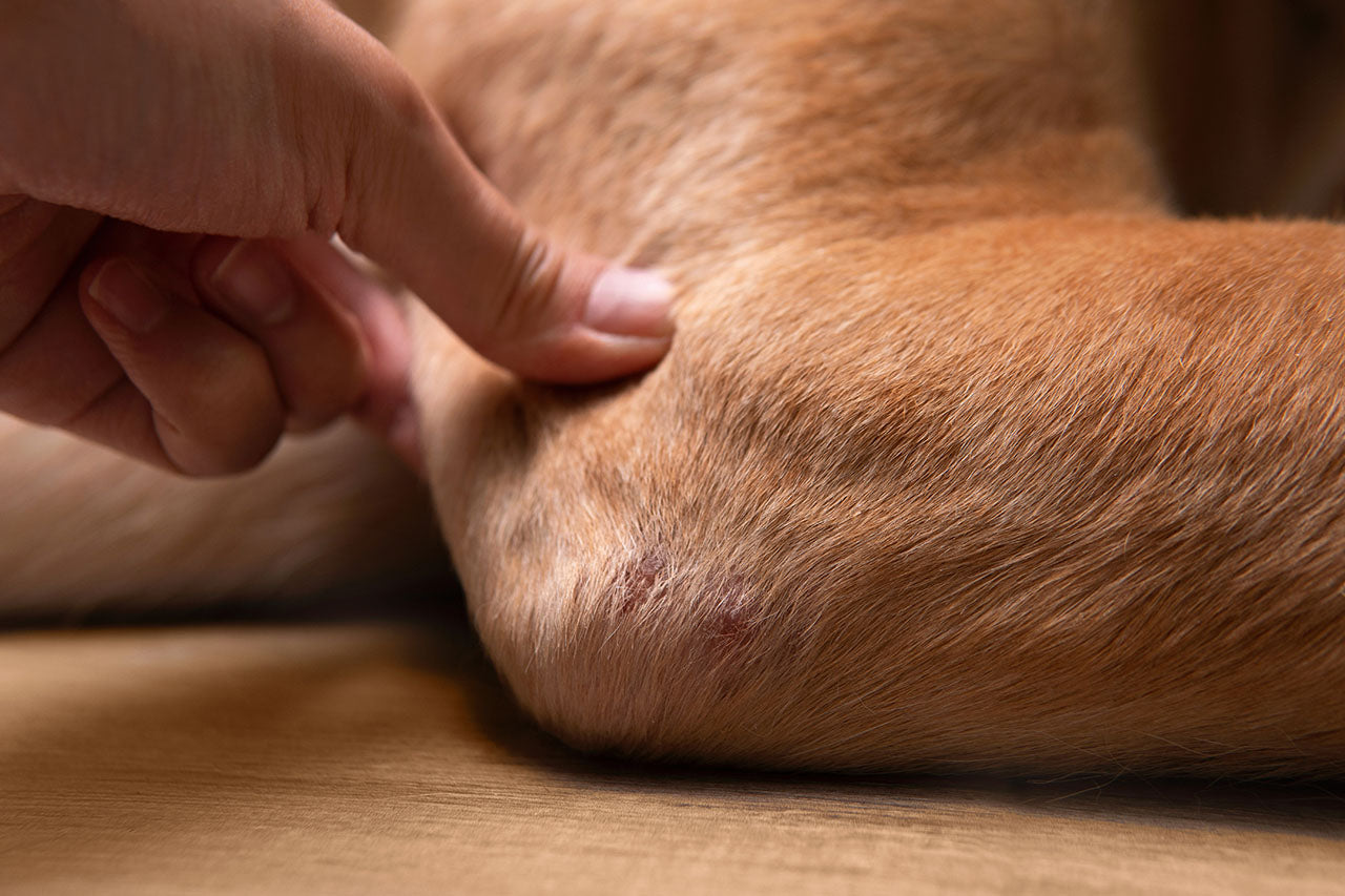 Die Pflege Deines Hundes nach einer Hautpilzinfektion