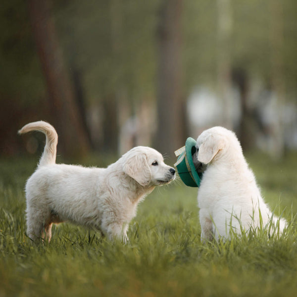 Der kleine Welpen-Knigge: wie kannst Du deinen Hundewelpen pflegen?
