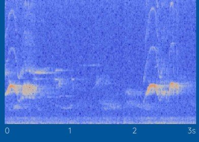 Eastern Phoebe Haikubox Recording Sound spectrogram of Eastern Phoebe, recorded by Haikubox oat 5am, June 9, 2022. Click image to listen to this recording.