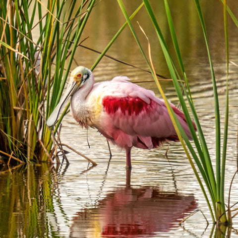 Roseate Spoonbill