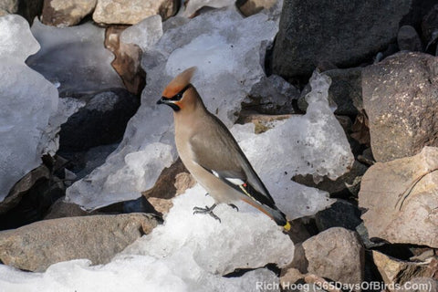 Bohemian Waxwing on ice