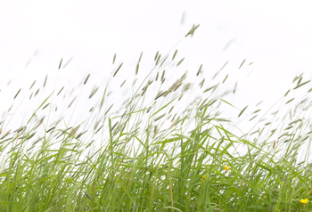 grasses emitting high pollen levels