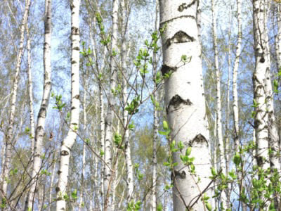birch trees are a common source of tree pollen